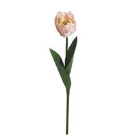 Papegøje tulipan, lyserød 58cm